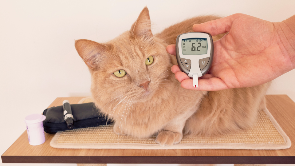 Diabetes in dogs and cats can be fatal if symptoms go unnoticed. Learn all about the causes, signs, and risks of diabetic pets.