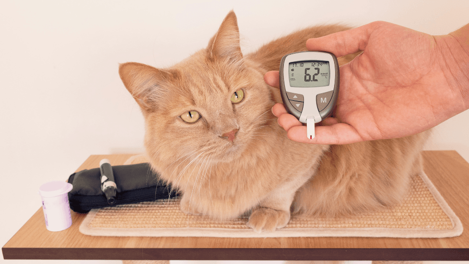 cat blood sugar levels