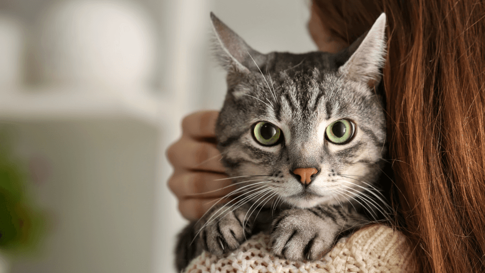 Pet cat looking over owner's shoulder