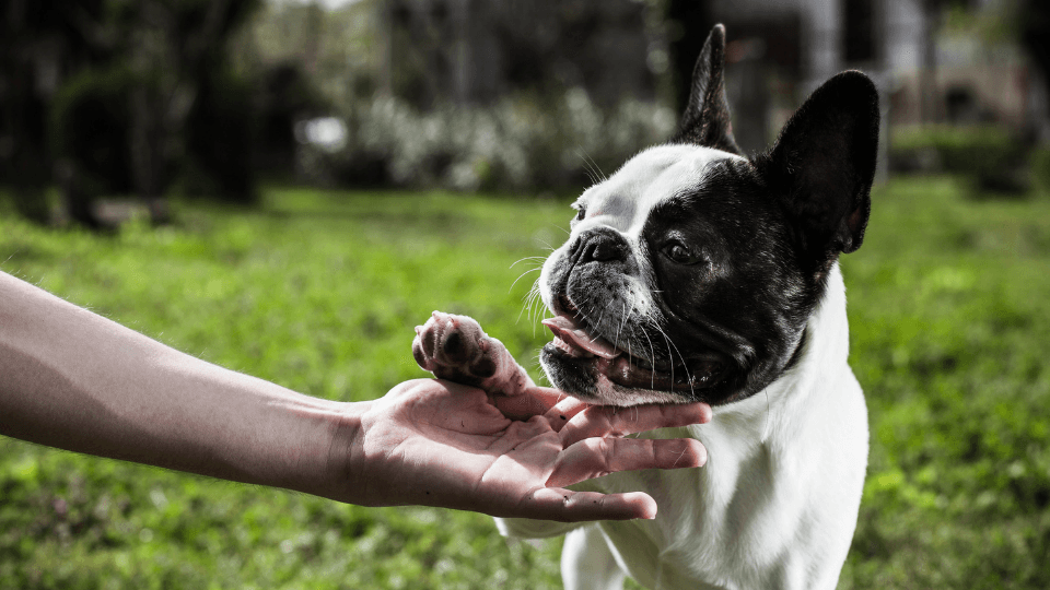 boston terrier shaking paw