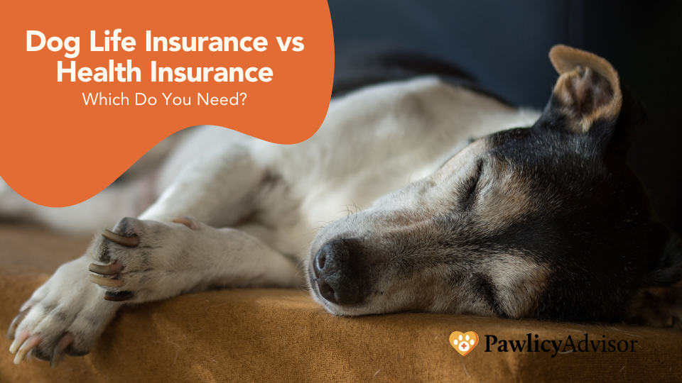 What is pet life insurance and does your dog need it? Read on to learn the key differences between health insurance and life insurance for dogs.