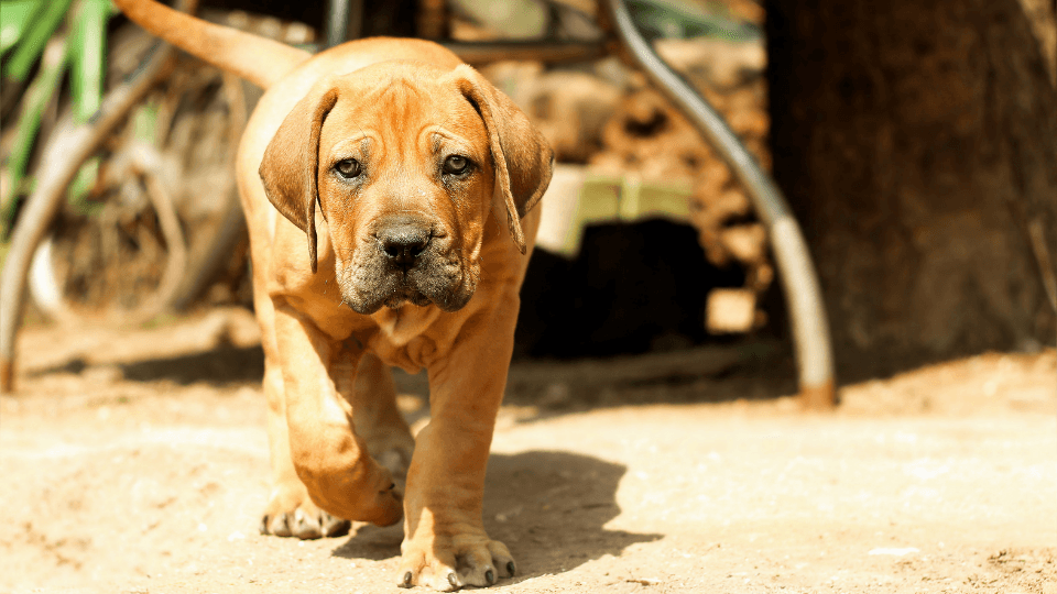 boerboel puppy walking