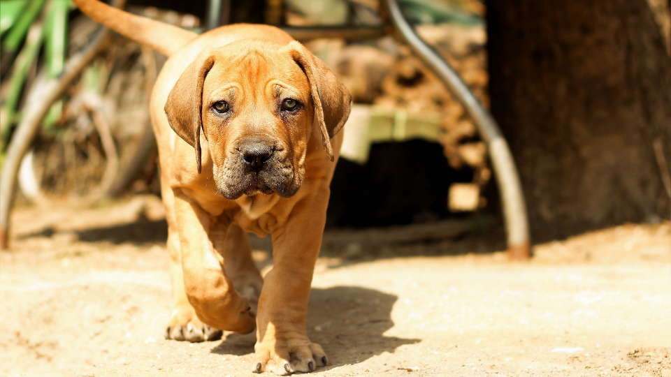 Our Boerboel size guide estimates your puppy’s weight by month. Read on to learn more about the Boerboel growth rate and related health issues.
