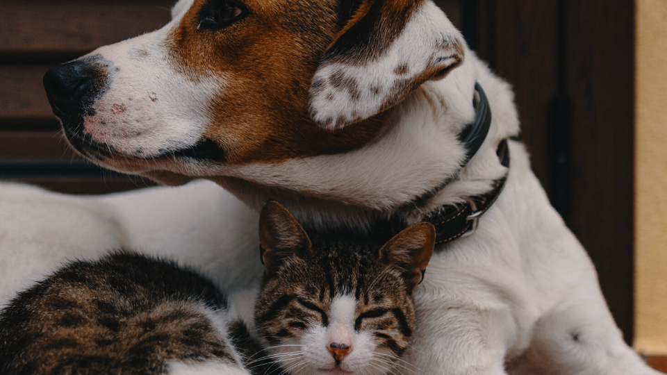 Adopting a pet from a shelter? Amazing! Here's how to get your rescue dog or cat covered by the right pet insurance at the right price.
