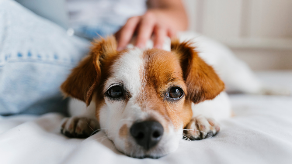 Eusoh is NOT pet insurance, but it is an alternative way to pay for vet bills you may want to consider. Read our Eusoh review to learn how it works.