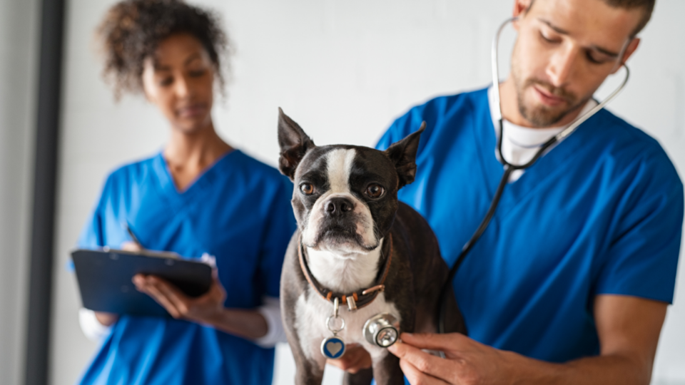 Read on to learn what causes kidney failure in dogs, how it can be treated, and why pet owners should try to prevent this condition from occurring in the first place.