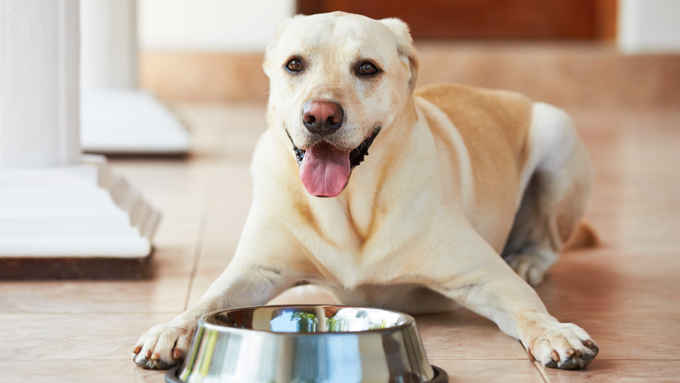 dog near food bowl