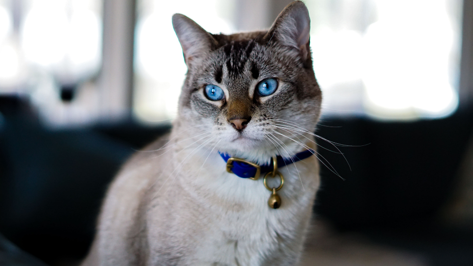 Cat with blue eyes and blue collar