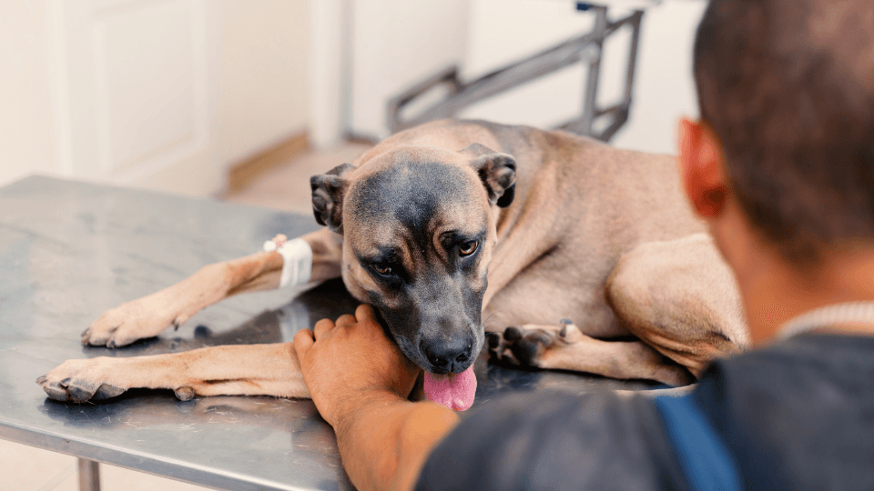 Large dog laying on vet table licking owner's hand