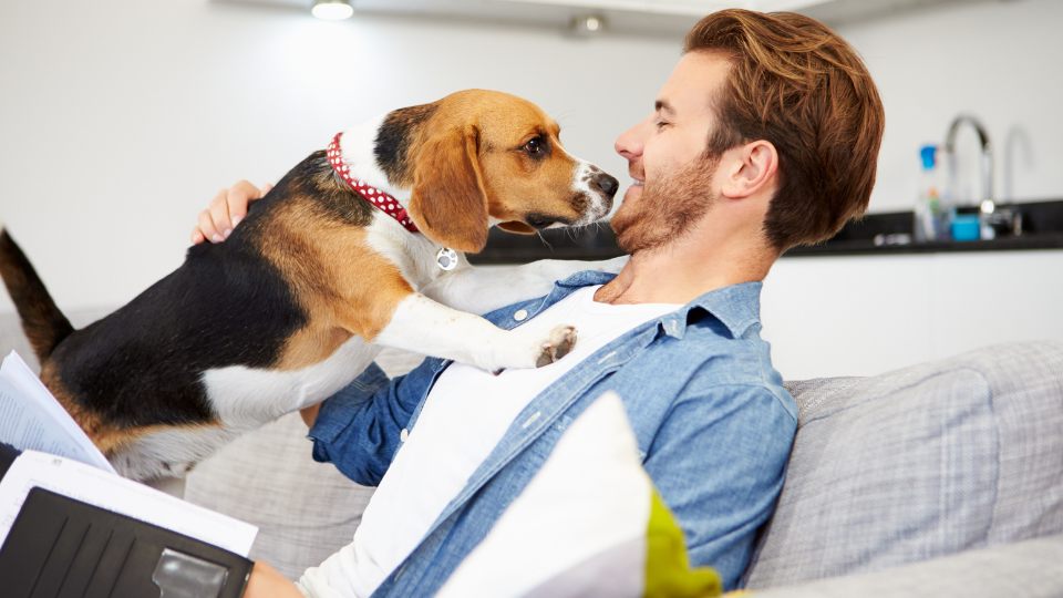 Is Liberty Mutual Pet Insurance the best option for you and your pet? Find out more about the company’s policies, unique features, prices, discounts, and more to see how it stacks up to other pet insurance providers.