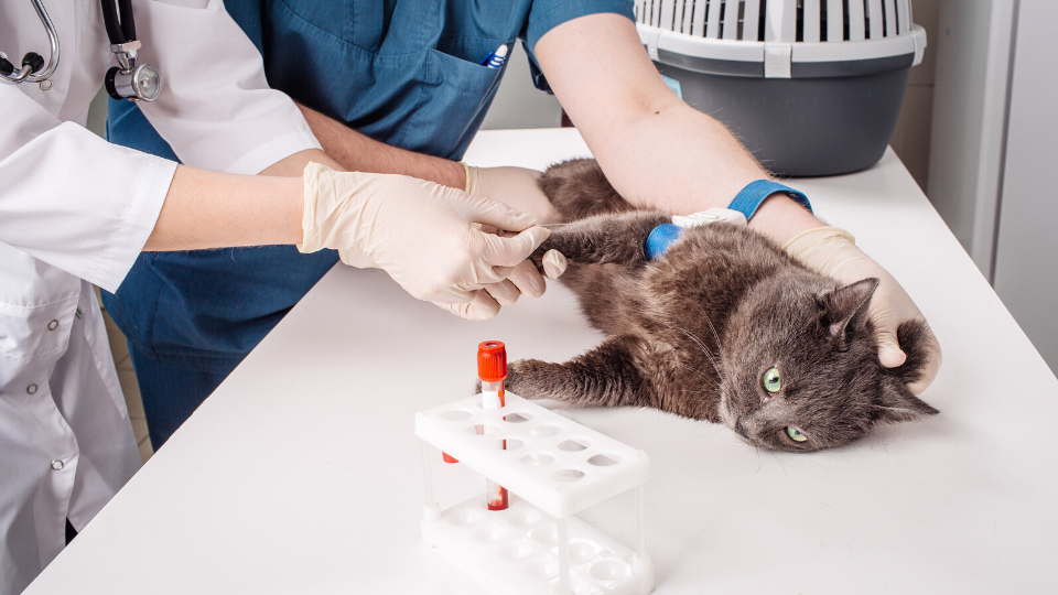 cat getting blood tests