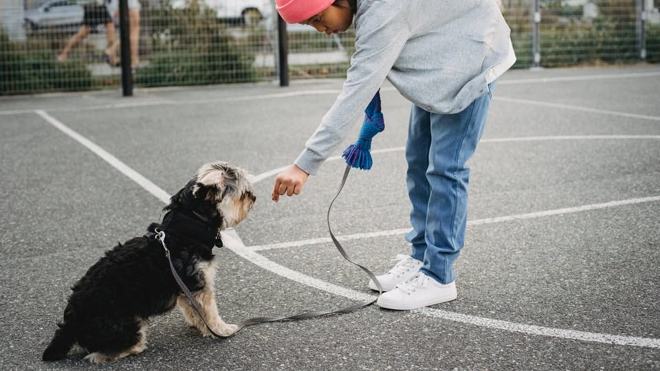 Training a dog on a leash