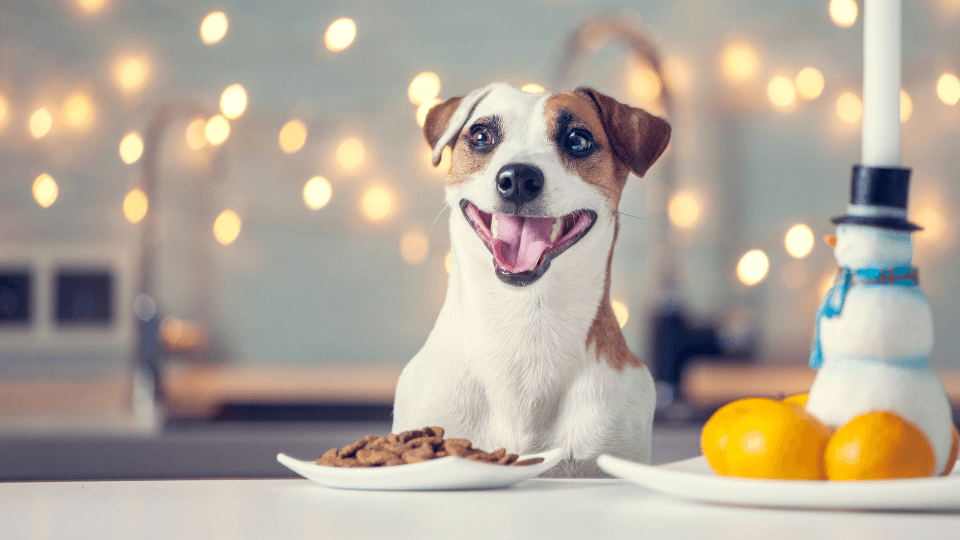 dog with barkuterie board