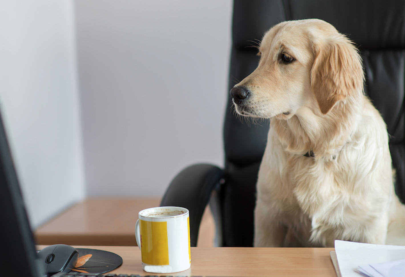 A hard-working professional dog at its desk.