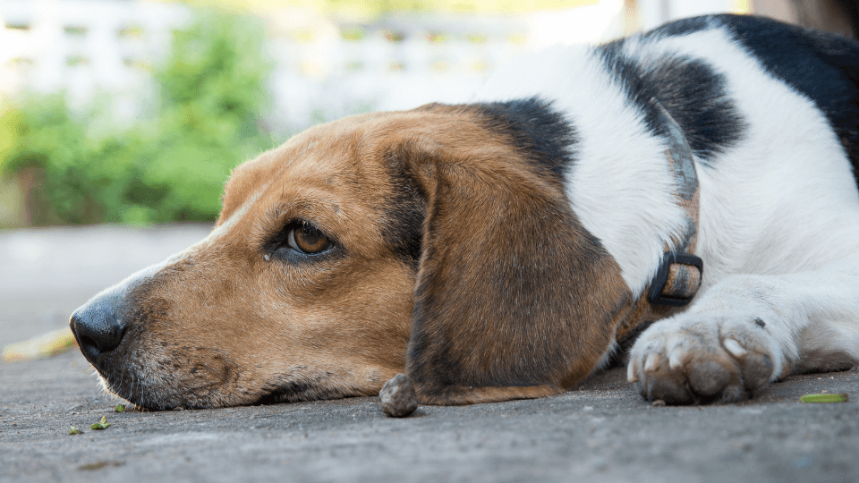 Beagle dog laying on floor in pain