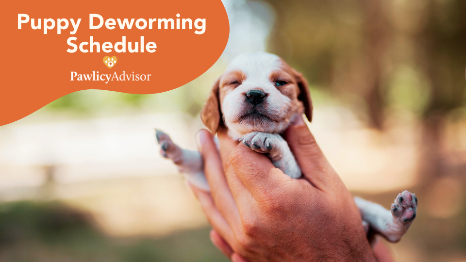Learn why, how, and when to deworm a puppy from veterinary advisor, Dr. Batiari DVM. Follow a deworming schedule for puppies to ensure your pet stays parasite-free.