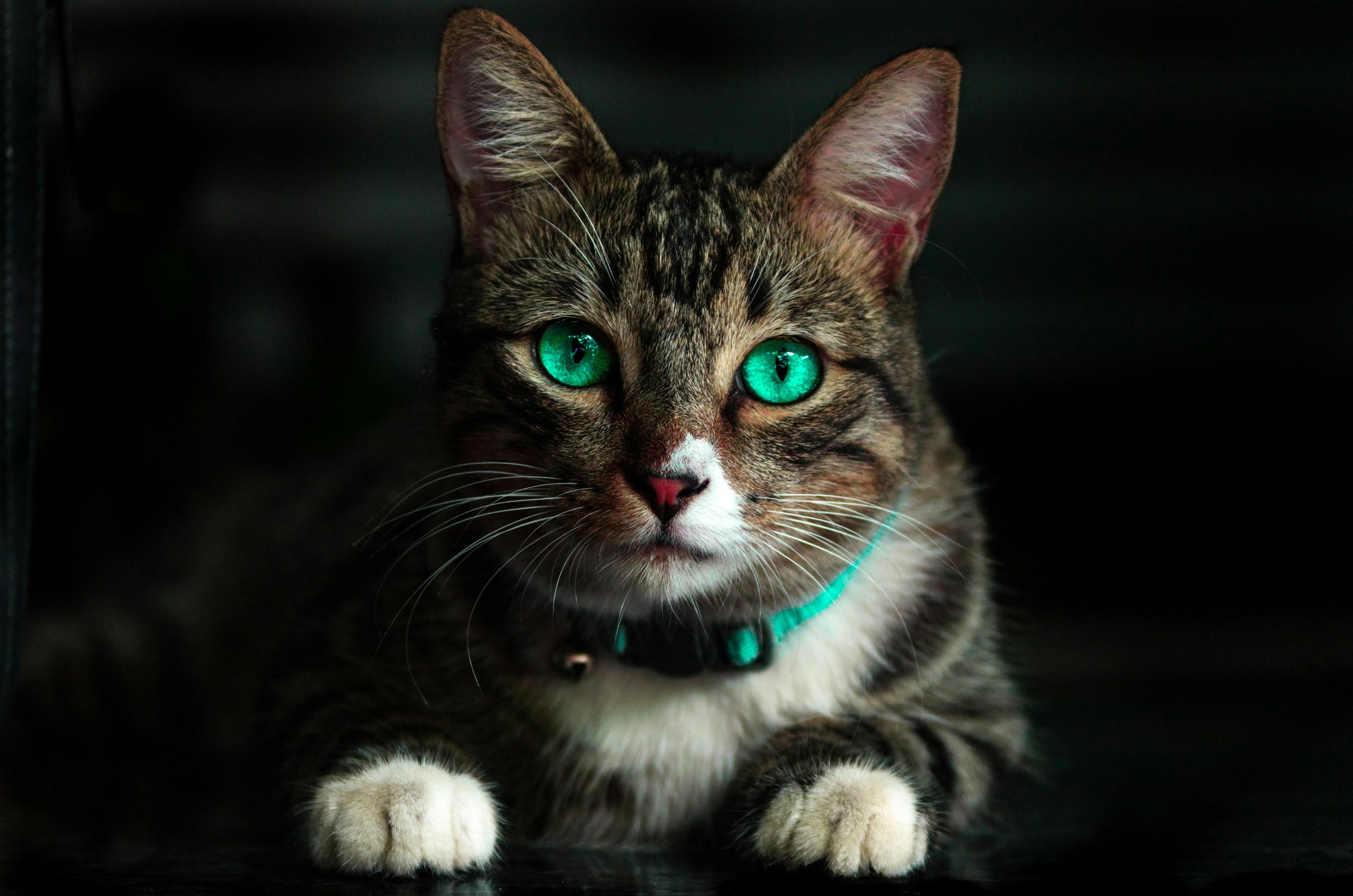 Cat with glowing green eyes and matching collar