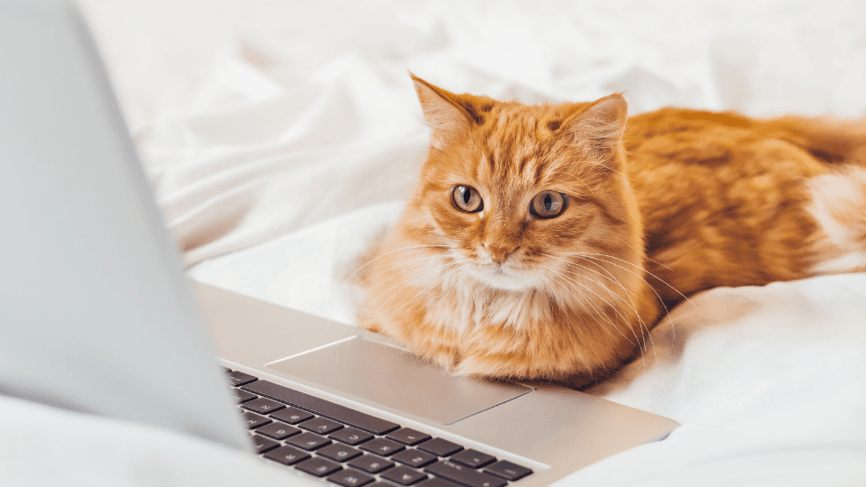 cat on laptop