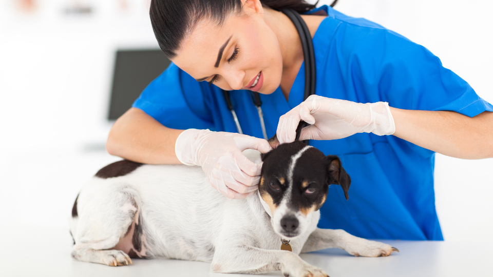 Female vet examines dog ear infection