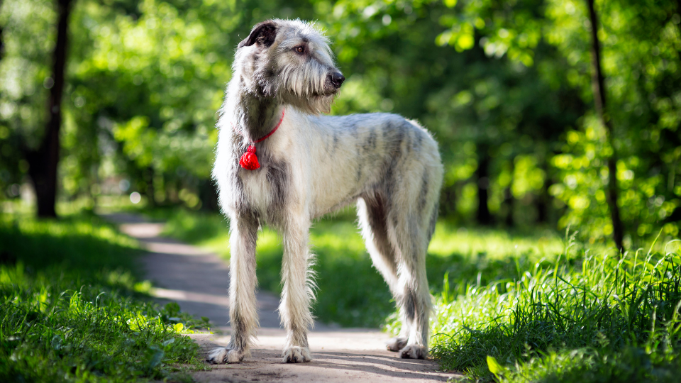 As the tallest breed recognized by the AKC, the Irish Wolfhound size is known to turn heads. Use our growth and weight chart to monitor your giant puppy's healthy development.