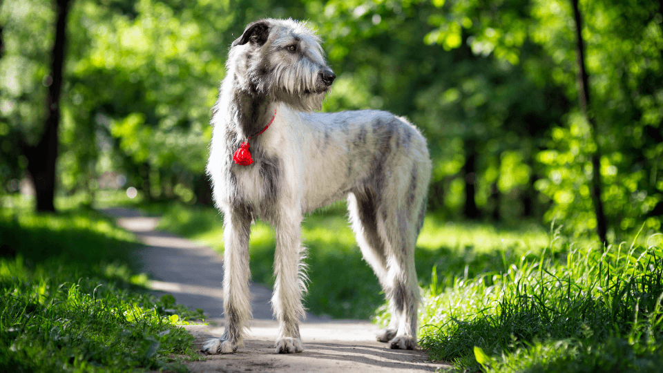 irish wolfhound portrait