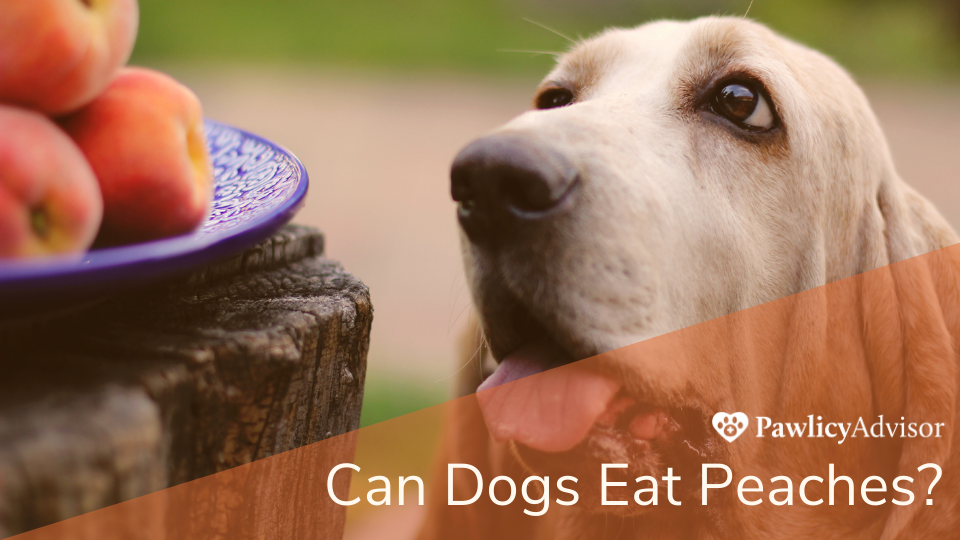 Peaches are loaded with nutrients and are generally safe for dogs to eat as long as the pit is removed. Always check with your vet before introducing new foods to your pet’s diet.