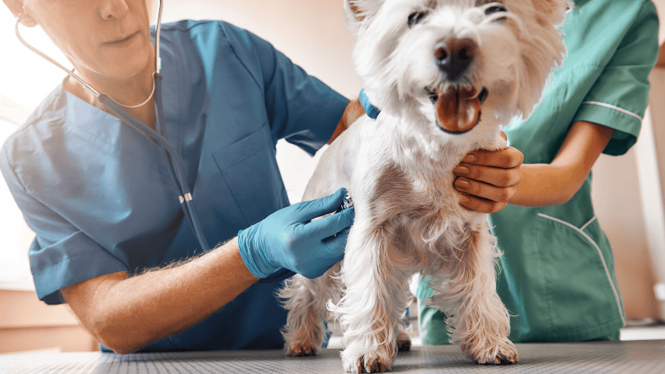 vet visit with small dog