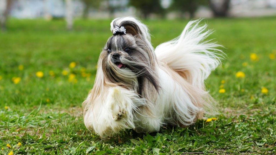 Longhaired Shih Tzu with bow