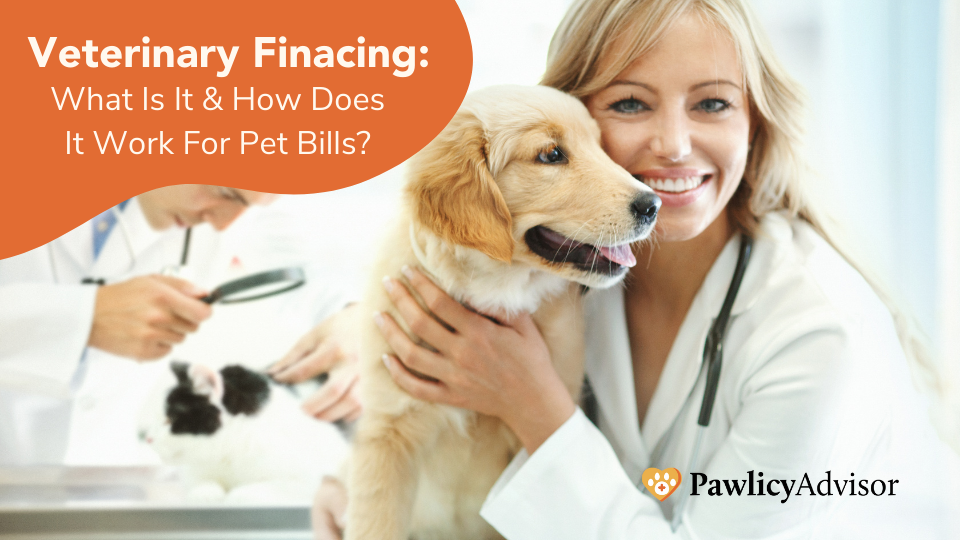 Learn everything you need to know about veterinary financing, how it can help you pay for your pet’s vet bills, and how it compares to pet insurance.