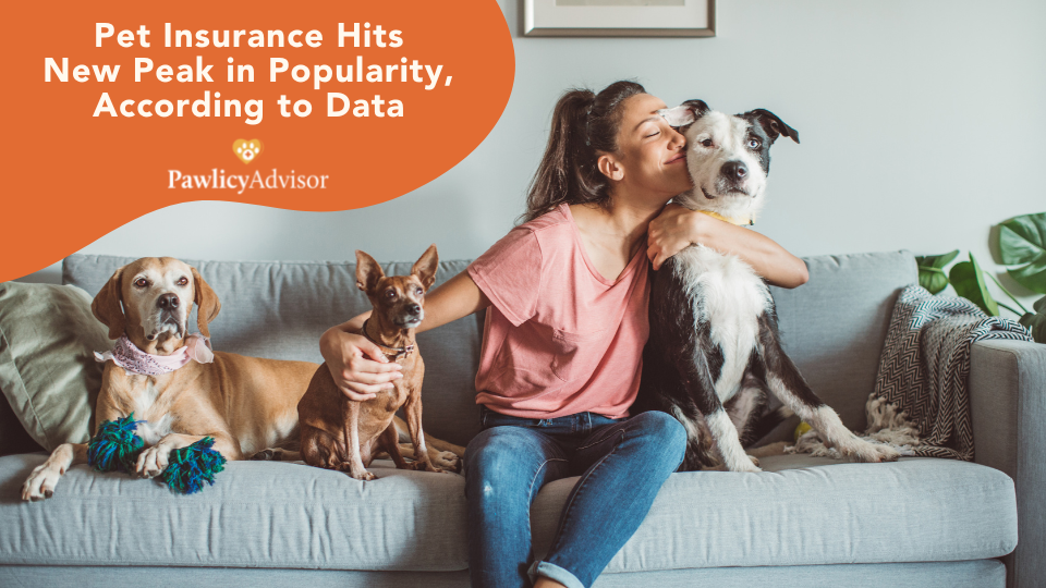NAPHIA reveals record-breaking growth in the pet insurance industry while Google data confirms the trend hit an all-time high in popularity in June, 2022.