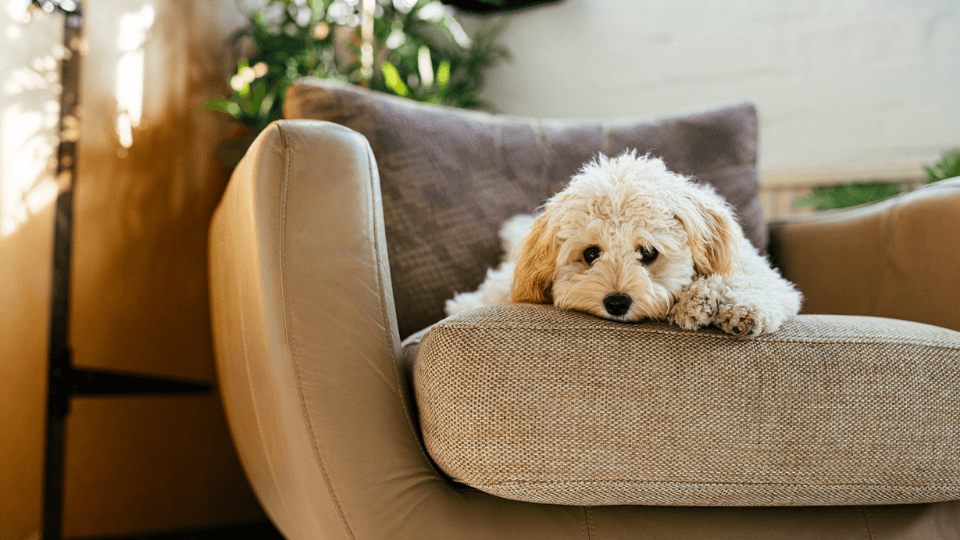 white puppy on indoor couch