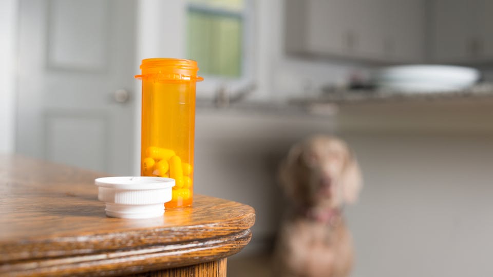 Benadryl is a safe and effective drug for dogs, but be cautious. Check in with your vet first, especially if there are other health conditions present.
