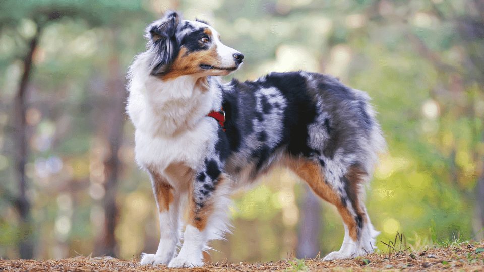 australian shepherd profile