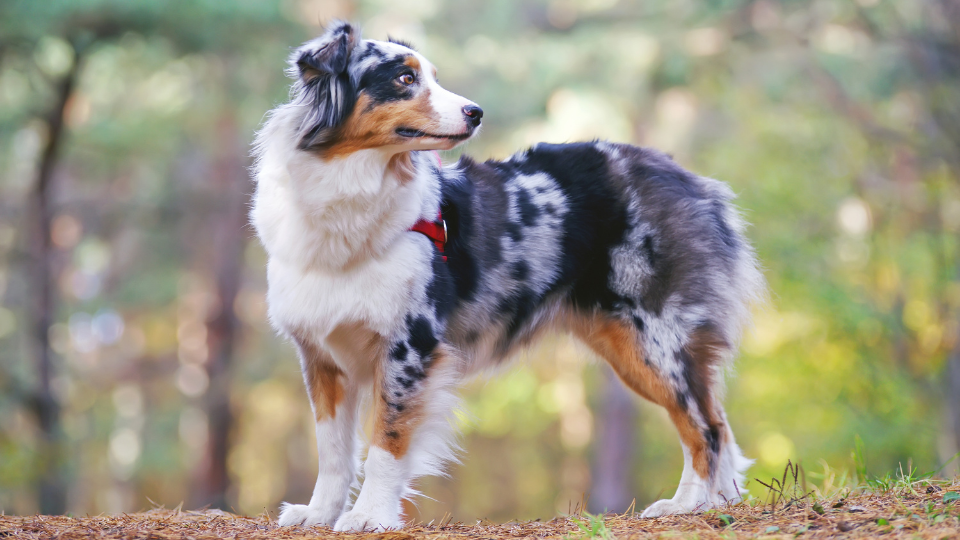 Is an Aussie the right fit for you and your family? Learn more about the Australian Shepherd temperament, health profile, and more so you can make the best decision.