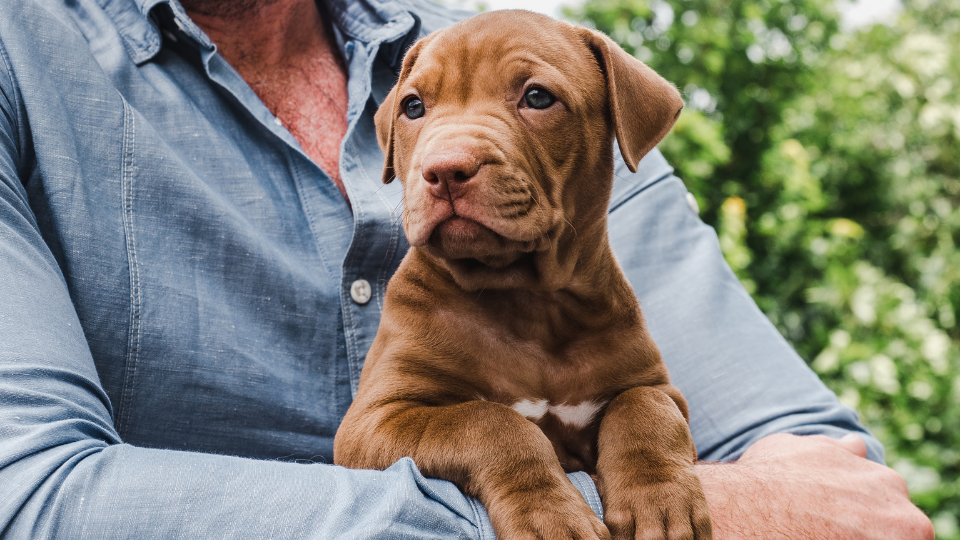 Is Progressive Pet Insurance the right choice for your pet? Learn about the company’s insurance policies, benefits, pricing, discounts, and more to see how it stacks up to other pet insurance companies.