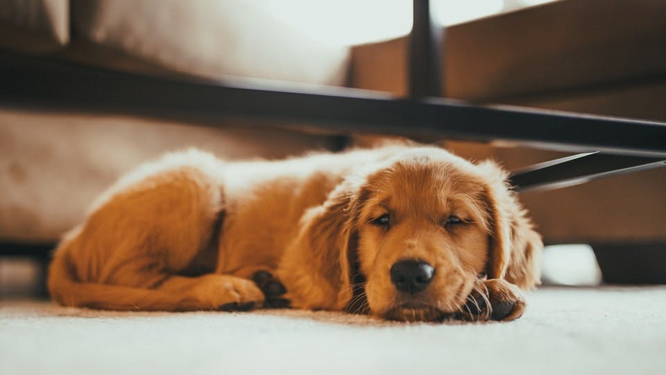 Golden Retriever puppy resting on floor
