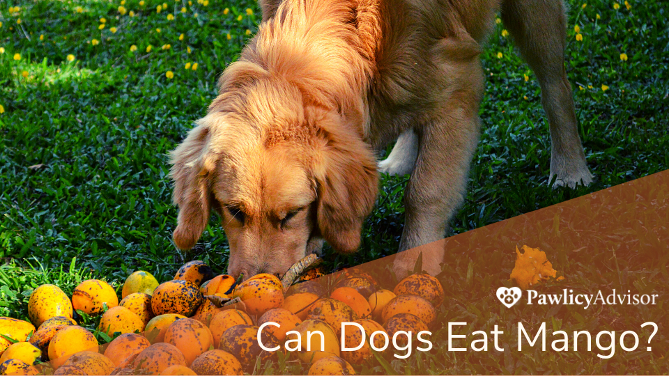 Mangoes are a healthy snack for your pup, but like most human foods, there are some precautions you need to take. It's best to consult your vet before changing your dog's diet.
