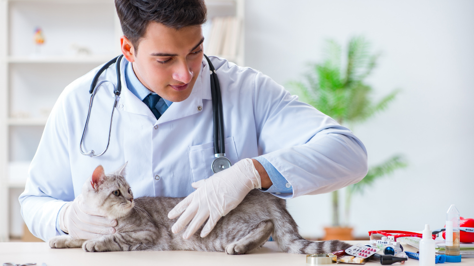 Vet examining sick cat