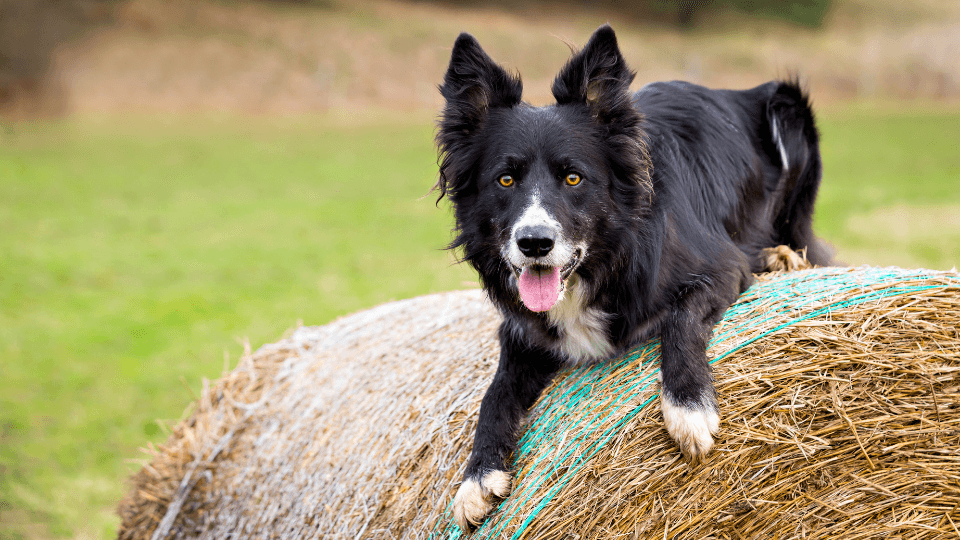 black border collie on hay barrel