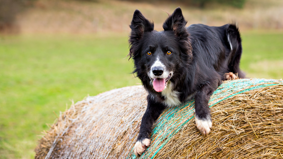 Is a Border Collie the right fit for you? Learn all about these dogs in our Border Collie guide with info on breed history, personality, trainability, and more. 