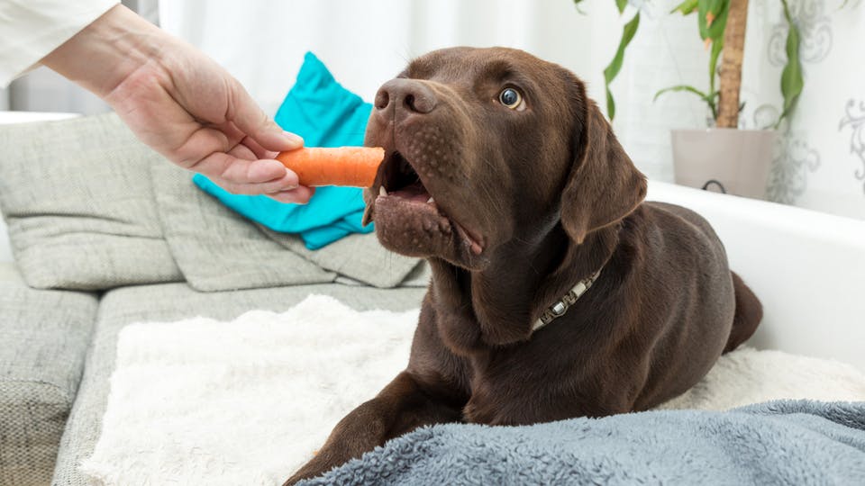 human's hand feeding dog a carrot