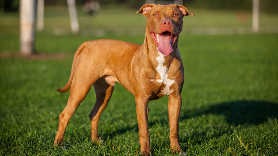 american pit bull terrier profile
