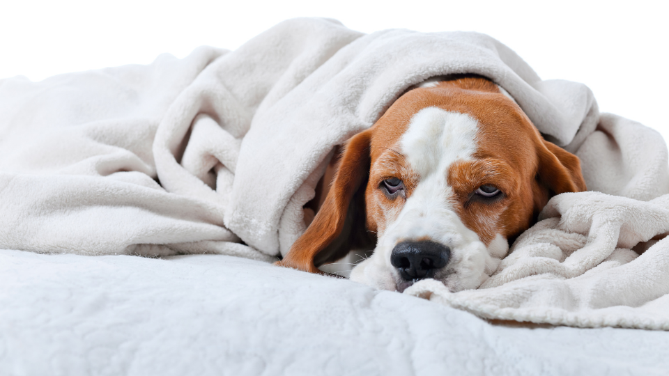 Wondering if dogs can catch colds or get sick from humans? Veterinarian Dr. Batiari explains dog cold symptoms, red flags, home remedies, and more.
