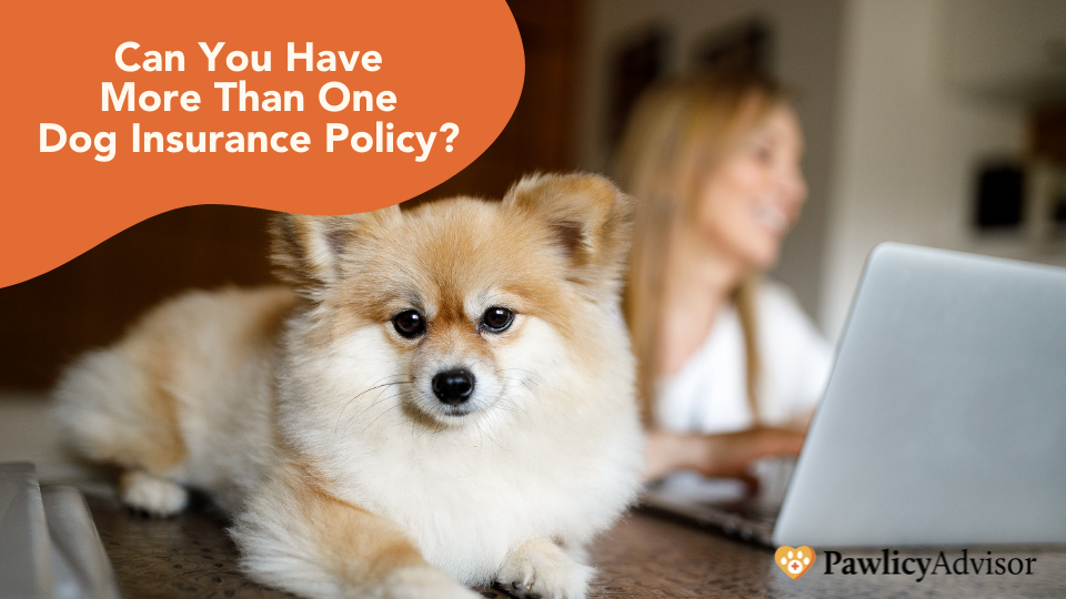 Can you have two dog insurance plans at the same time? Is it legal to insure a dog twice? Learn more in this guide by Pawlicy Advisor.