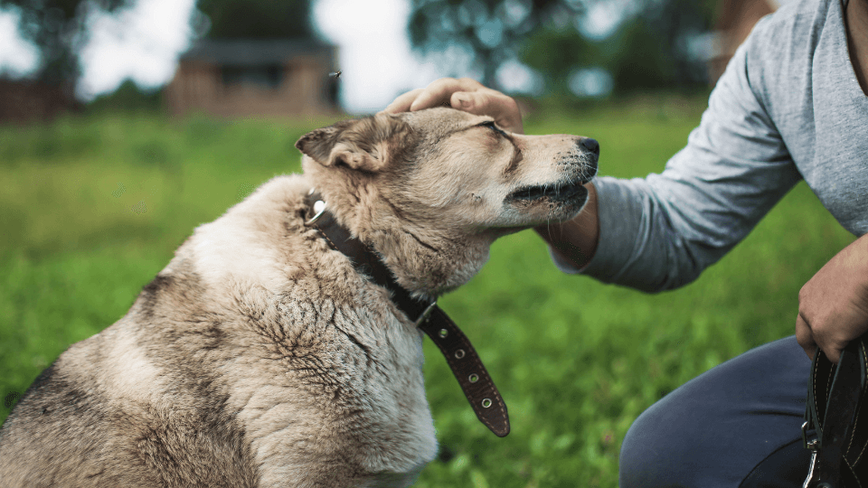 person petting husky in grass field
