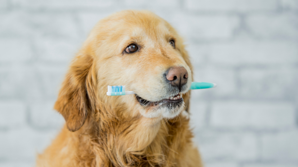 dog holding tooth brush