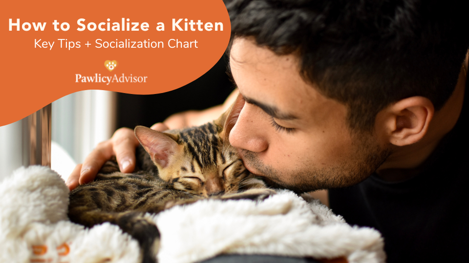 Here’s a veterinarian’s advice on socializing a kitten to build confidence in your pet, with a kitten socialization chart for every experience.
