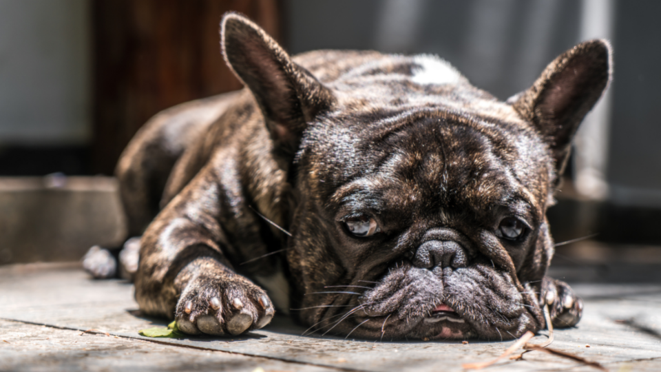 Wondering what to give a dog with an upset stomach? Here are 5 remedies you can try with advice on when to see the vet, plus possible reasons for why they don't feel well.