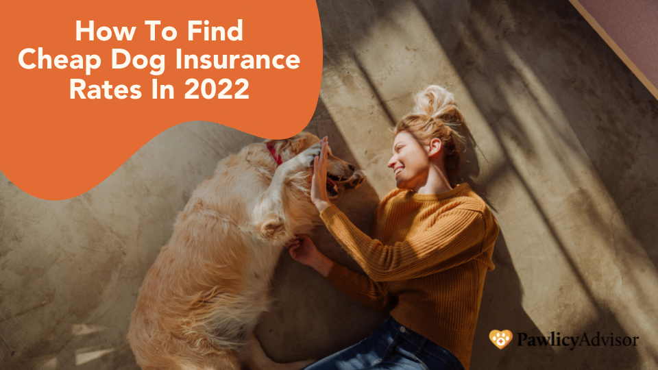Discover how you can get cheap dog insurance to protect your pet without breaking the bank from Pawlicy Advisor.