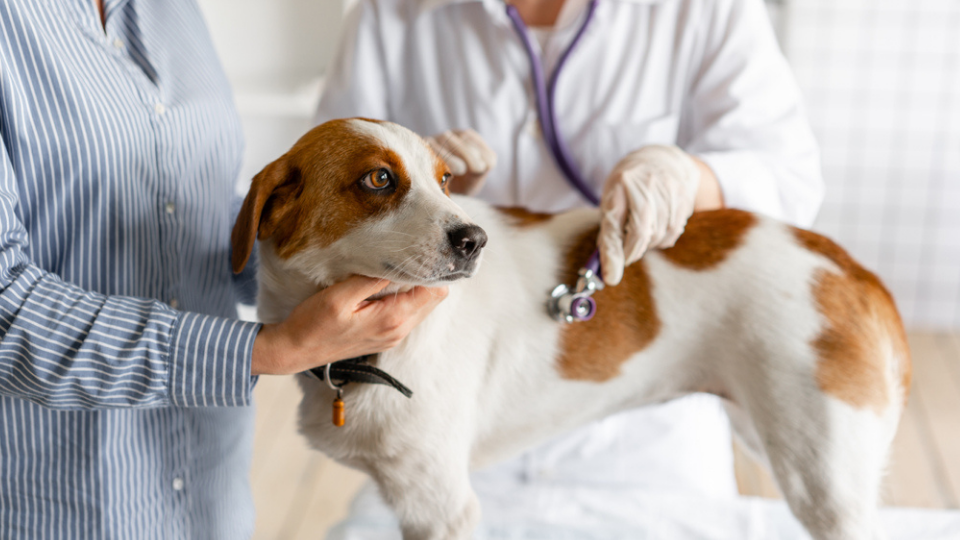 Want to understand kennel cough symptoms, treatment, and how to save on costs? Surgery Technician, Aliyah, explains everything you need to know.
